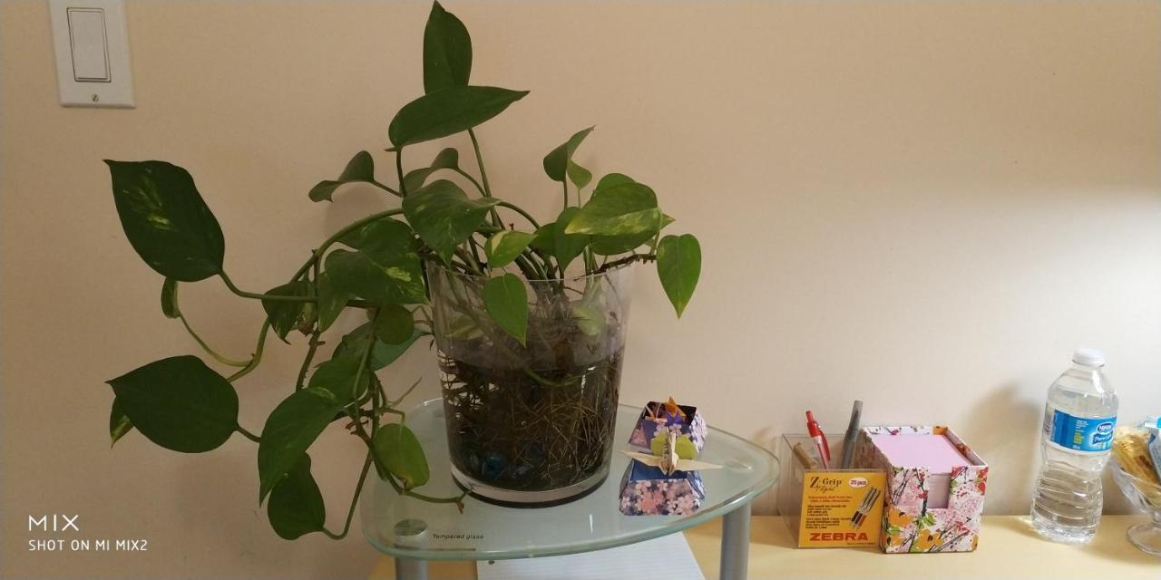 Helen'S House / Close To Skytrain And Airport 밴쿠버 외부 사진